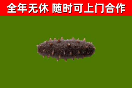 郁南回收海参干